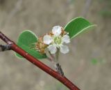 Cotoneaster suavis. Часть побега с цветком. Дагестан, Унцукульский р-н, долина Ирганайского вдхр., ок. 700 м н.у.м., каменистое место. 11.05.2018.