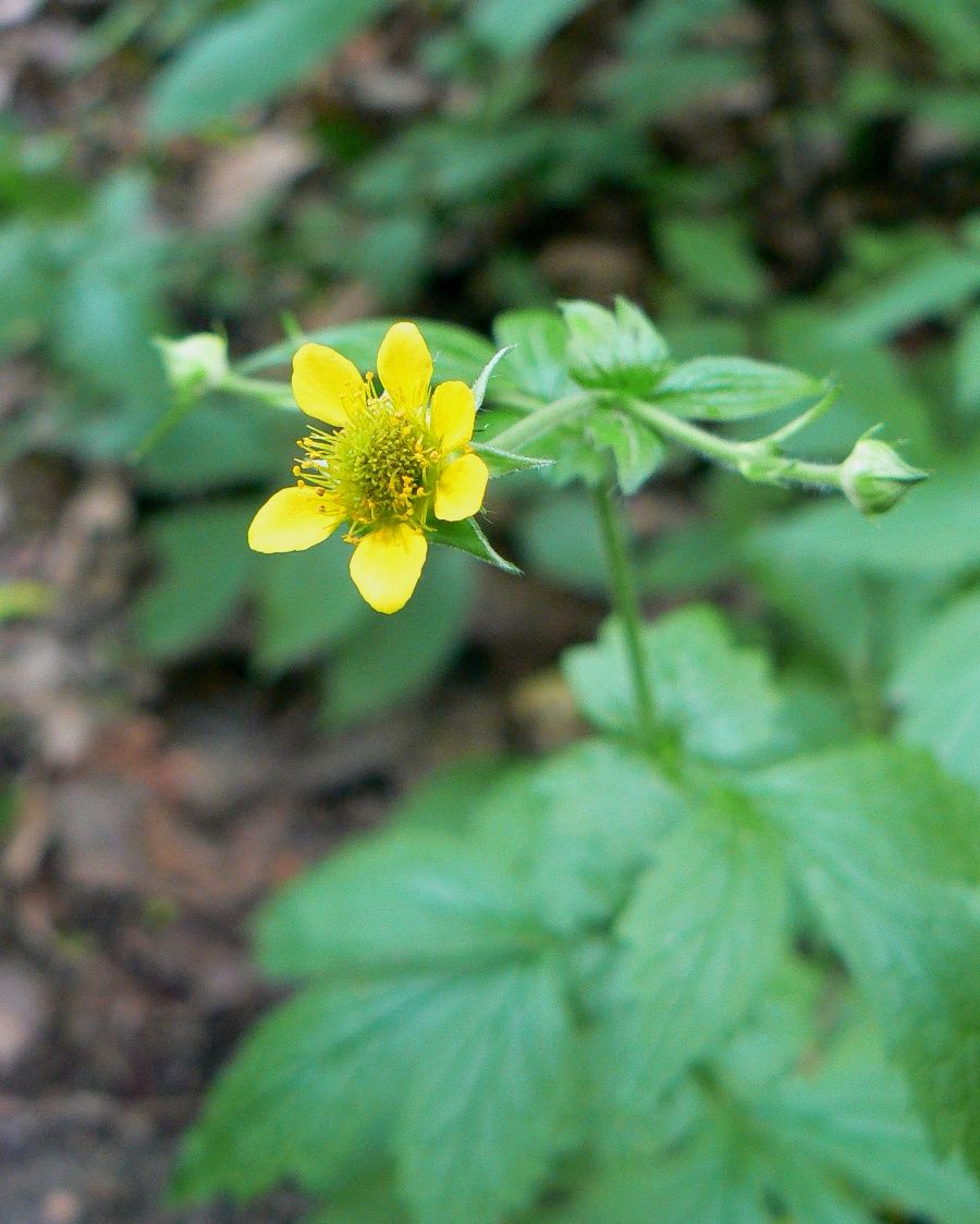 Изображение особи Geum urbanum.