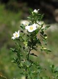 Rosa beggeriana. Ветка кустарника в цвету. Казахстан, Туркестанская (Южно-Казахстанская) обл., Сузакский р-н, 8 км ЮЗ пос. Таукент, территория Каратауского государственного природного заповедника; хребет Сырдарьинский Каратау, Центральный Каратау, поднятие Минжелке (Мынжилке, Мынжылги), восточный макросклон горы Бессаз, ущелье р. Итмурын; выс. 1400 м н.у.м., прирусловые заросли степных кустарников, розарий. 10 июня 2018 г.