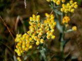 Helichrysum arenarium