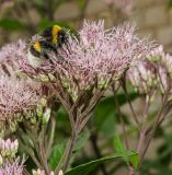 Eupatorium maculatum