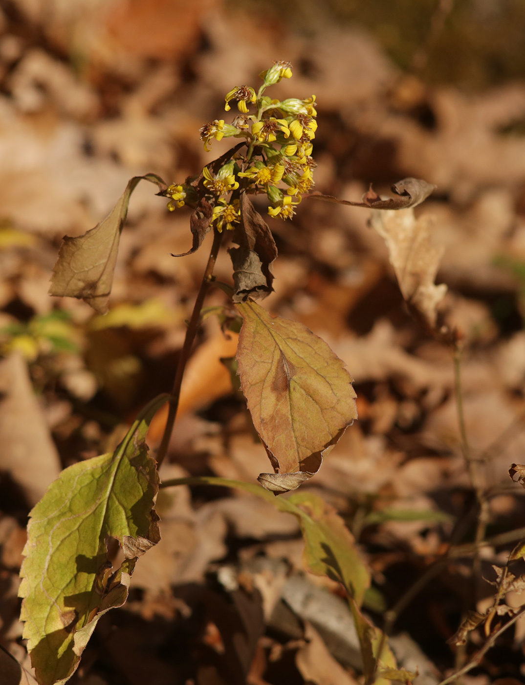 Image of Solidago virgaurea specimen.