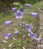 Campanula praealta. Верхушка цветущего растения с сидящими мухами. Краснодарский край, Абинский р-н, окр. станицы Эриванская, тенистый дубово-грабово-буковый лес, на старой лесовозной дороге. 30.05.2015.