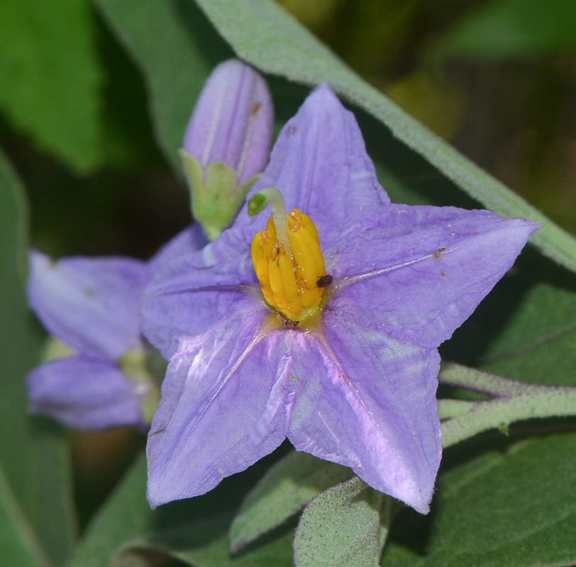 Изображение особи Solanum incanum.