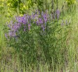 Vicia tenuifolia. Цветущие растения. Пермский край, г. Пермь, Кировский р-н, суходольный луг вдоль склона песчаного карьера. 16.06.2020.