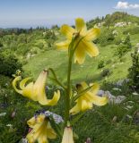 Lilium monadelphum. Верхушка цветущего растения. Краснодарский край, Апшеронский р-н, гора Черногор, платообразная вершина, ≈ 1750 м н.у.м., субальпийский луг на карсте. 27.06.2020.