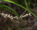 Chlorophytum saundersiae