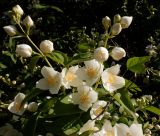 Philadelphus pubescens. Верхушки побегов с соцветиями. Тверская обл., г. Тверь, Заволжский р-н, возле частного дома. 23 июня 2020 г.