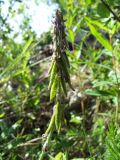 Oxytropis deflexa