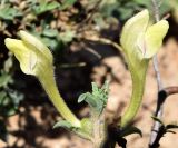 Scutellaria adenostegia