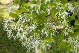 Chionanthus retusus