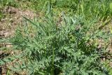 Cirsium vulgare