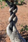 Fockea multiflora. Каудекс (внизу) и стволы, обвивающие ствол дерева. Намибия, обл. Кунене, р-н Санитатас, в 13 км на восток от деревни Anabib. 20.01.2010.