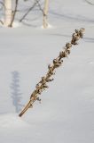 Solidago virgaurea. Верхушка прошлогоднего сухого отплодоносившего побега. Башкортостан, Белорецкий р-н, Николаевский сельсовет, разреженный березняк на подходах к горе Большой Кумардак. 23 февраля 2023 г.