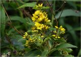 Lysimachia vulgaris. Соцветие. Московская обл., Раменский р-н, окр. дер. Хрипань, садовый участок. 19.07.2023.