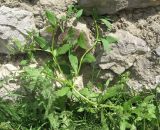 Asperugo procumbens. Цветущее растение. Крым, окр. Ялты. 25 апреля 2011 г.