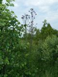 Cirsium palustre