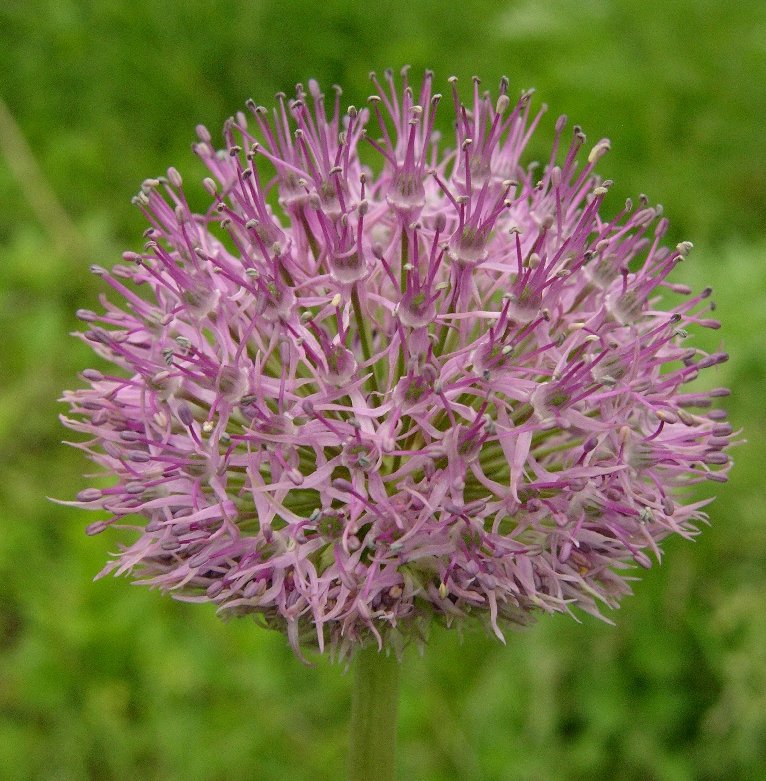 Изображение особи Allium fetisowii.