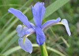 Iris musulmanica