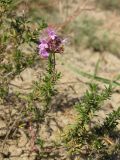 Thymus pallasianus. Цветущее растение. Окр. Саратова, в псаммофитной степи на южном склоне. 30 сентября 2012 г.