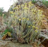 Helichrysum stoechas