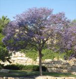 Jacaranda mimosifolia. Цветущее дерево. Израиль, г. Беэр-Шева, городское озеленение. 06.05.2013.
