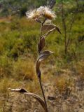 род Inula. Верхушка плодоносящего растения. Краснодарский край, г. Новороссийск, ур. Широкая Балка, прибрежная гора, можжевеловое редколесье. 25.08.2013.