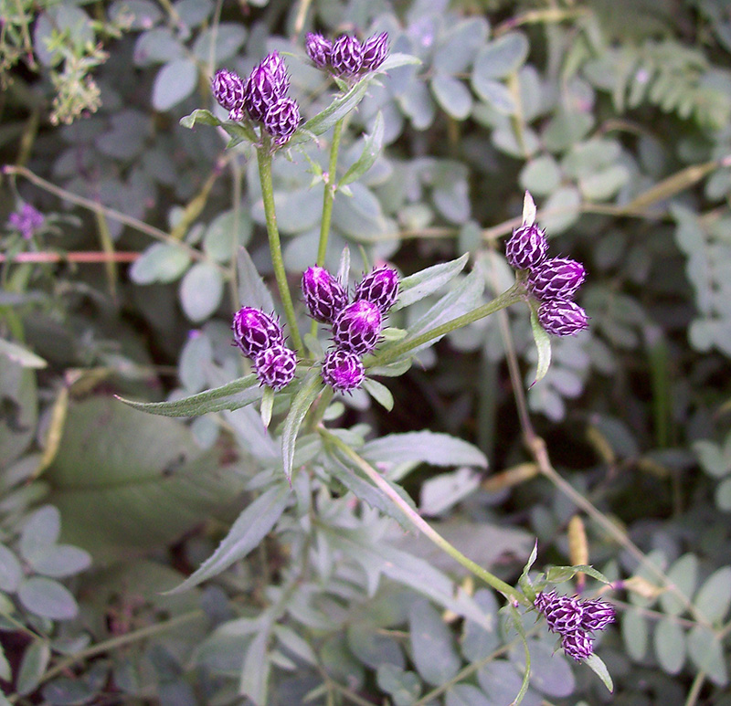 Image of Serratula tinctoria specimen.