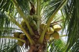 Cocos nucifera