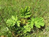 Heracleum sosnowskyi