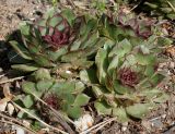 Sempervivum tectorum. Вегетирующие растения. Германия, г. Дюссельдорф, Ботанический сад университета. 04.05.2014.