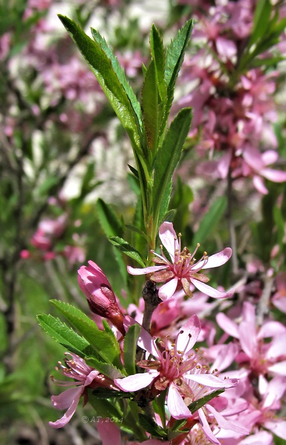 Изображение особи Amygdalus nana.