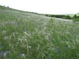 Stipa pennata. Аспект ковылья и шалфея в степи на склоне балки. Белгородская обл., Губкинский р-н, запов. \"Белогорье\", \"Ямская степь\". 14 июня 2009 г.