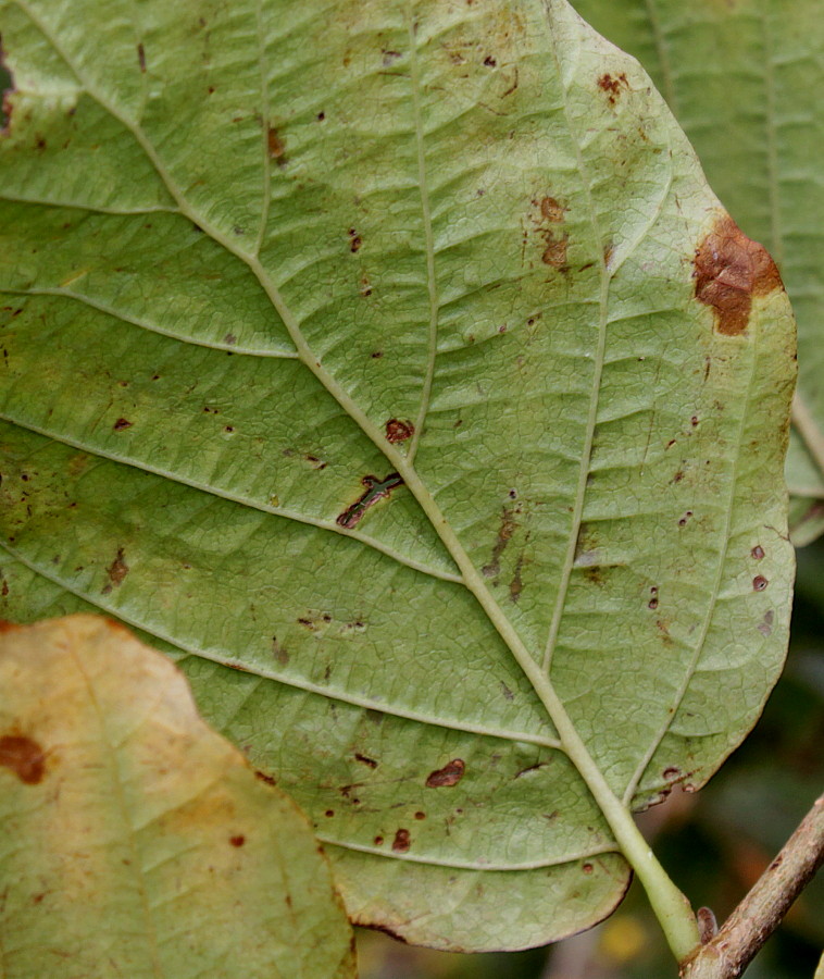 Изображение особи Hamamelis virginiana.