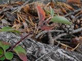 Cotoneaster × antoninae. Ветвь. Карелия, о. Костьян. 13.09.2009.