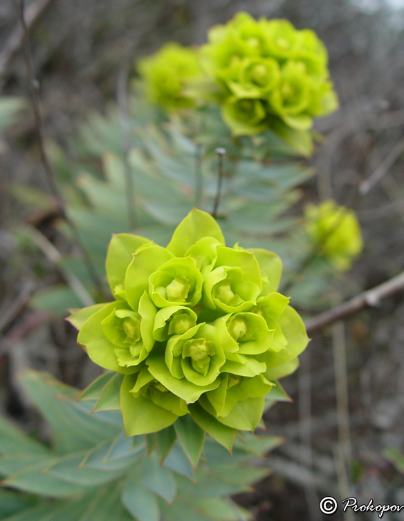 Изображение особи Euphorbia rigida.