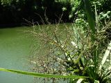 Cordyline australis. Ветвь с плодами. Краснодарский край, Сочи, Адлер, парк Южные Культуры, у пруда. 12.07.2015.