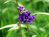 Campanula glomerata. Соцветие. Башкирия, Бурзянский р-н, заповедник Шульган-таш, пойменный луг. 15.07.2008.