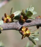 Hippophae rhamnoides. Часть веточки с молодыми побегами и тычиночными цветками. Восточный Казахстан, Уланский р-н, с. Украинка, дачный участок, в культуре. 29.04.2011.