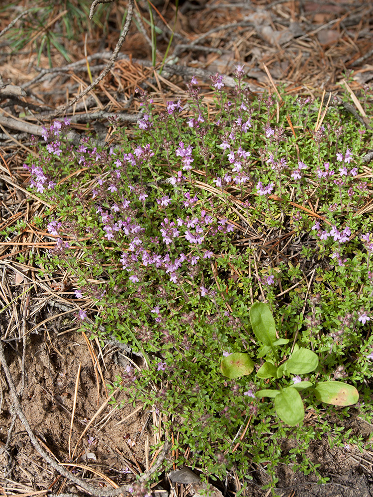 Изображение особи Thymus serpyllum.