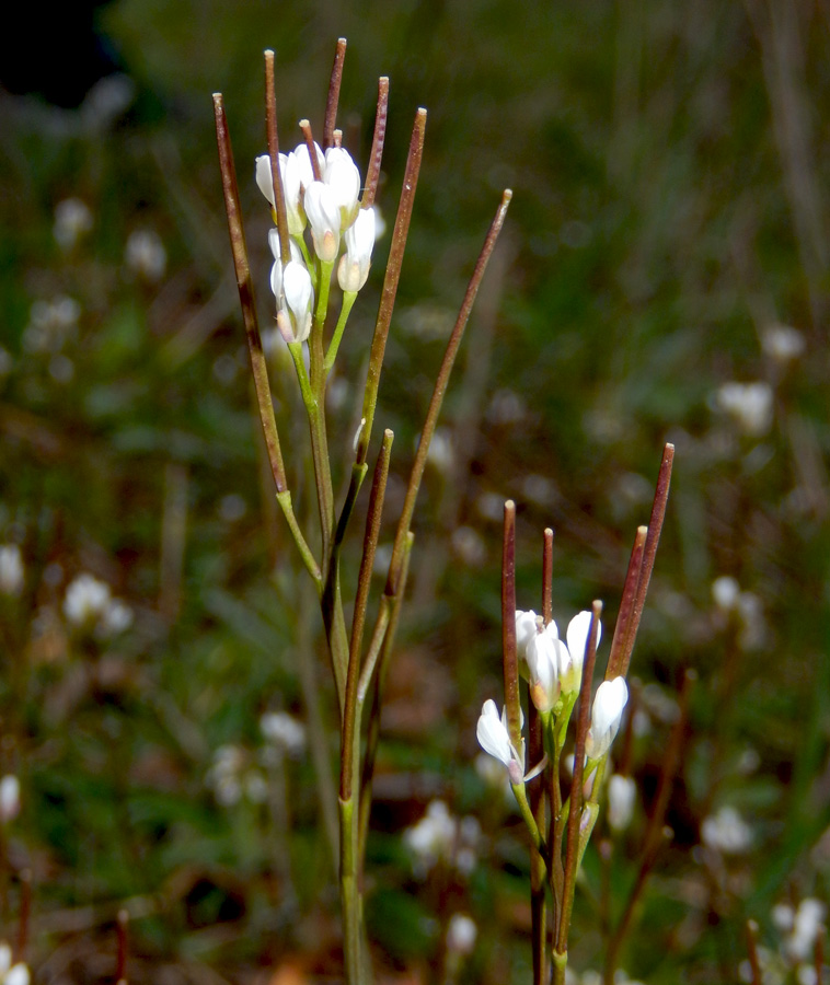 Изображение особи Cardamine hirsuta.