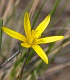 Gagea pauciflora. Цветок. Республика Бурятия, г. Улан-Удэ, окр. оз. Тулунжинское, каменистый склон. 03.05.2016.