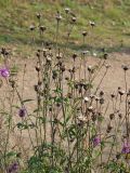 Centaurea scabiosa. Верхушки цветущих и плодоносящих растений. Ленинградская обл., окр. ж-д ст. Кавголово. 29.07.2009.