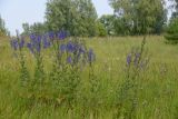 Delphinium cuneatum