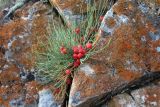 Ephedra monosperma