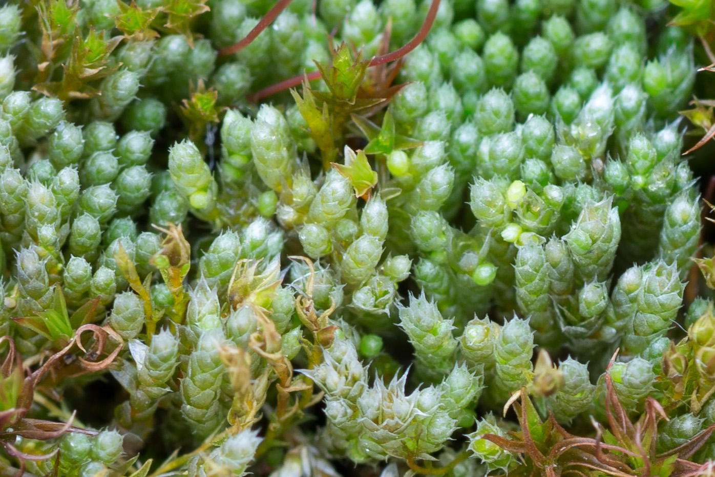 Изображение особи Bryum argenteum.