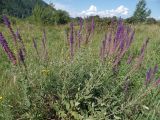 Salvia deserta