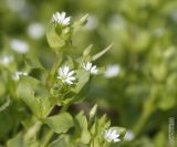 Stellaria neglecta