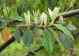 Cotoneaster salicifolius разновидность henryanus. Верхушка ветви с молодыми побегами. Грузия, г. Тбилиси, Центральный ботанический сад АН Грузии. 23.04.2017.