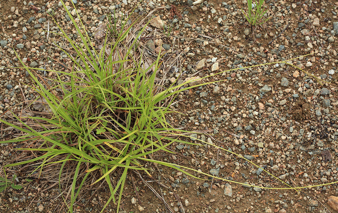 Изображение особи Carex arnellii.